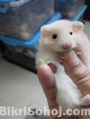 Syrian cream and white banded Hamster